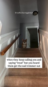 They think I’m easy to trick but I know what’s really happening 👀 but joke’s on them because I already snuck a treat when they weren’t looking 🤫 •⁣⁣⁣⁣⁣⁣⁣⁣⁣⁣⁣⁣⁣⁣⁣⁣⁣⁣⁣⁣⁣⁣⁣⁣⁣⁣⁣⁣⁣⁣⁣⁣⁣⁣⁣⁣⁣⁣⁣⁣⁣⁣ 🎥 @waffle.the.wigglebutt #corgi | Corgi Appreciation