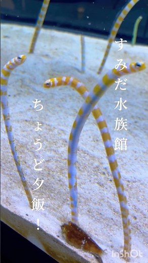 【え⁉️👀ニシキアナゴはちんあなごじゃないの⁉️🐟豆知識❓】#水族館 #チンアナゴ #アクアリウム shorts
