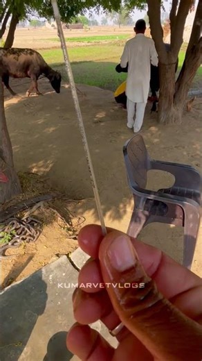 गाय में Artificial Insemination ऐसे करें | सही तरीका और पूरी जानकारी