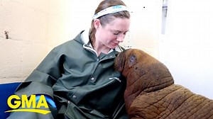 1-month-old walrus receives 24-hour prescription for cuddles - The Global Herald
