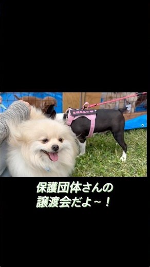 HOMECOMING PARK 2026！#保護犬 #チャリティーイベント #ポメラニアン #城南島海浜公園