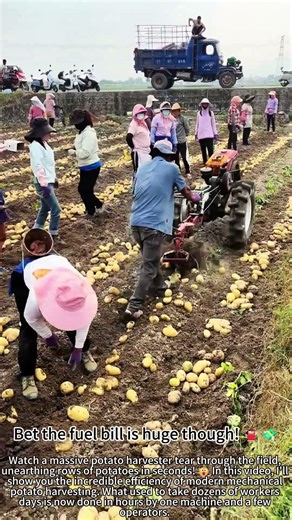 Potato Harvest Machine – Total Efficiency! 🥔⚡