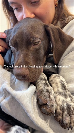 Cute German Shorthaired Pointer Chewing Slippers