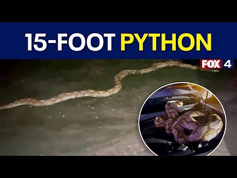 15-foot python captured outside Garland home