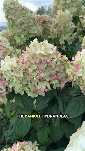 Hydrangea Quick Fire Fab | Early Summer Blooms