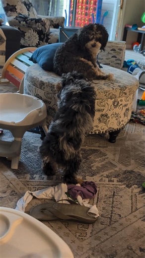 Link Won't Stop Pestering Loki! 🐾 Cavapoo Puppy Energy