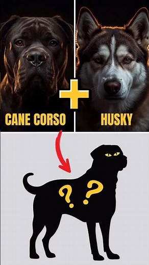 Top 5 Cane Corso Mix Breed - Discover Most Popular Cane Corso Mix Breeds