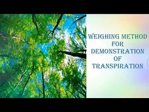 WEIGHING METHODS FOR DEMONSTRATION OF TRANSPIRATION