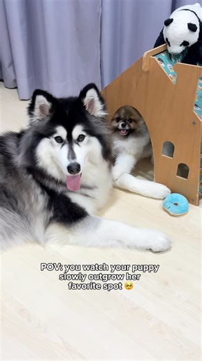 MARU 🐼 BEAR 🐻 FREYA 🐼 on Instagram: "Freya used to run into her little house so easily 🥺 She still tries, but now she’s grown too big to fit. So Freya sleeps right outside, and Adalind always reaches out with her little paw to remind her she’s not alone 🥹 • • • #dogsiblings #doglife #puppy #husky #pomeranian"