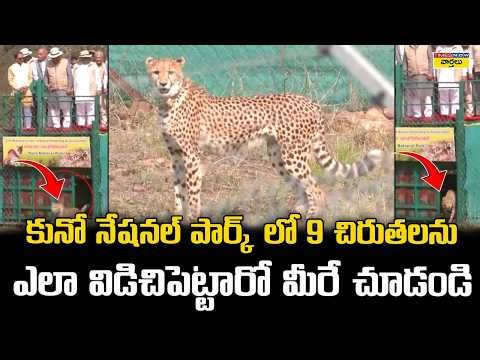9 Cheetahs Released at Kuno National Park Visuals || చిరుతలను ఎలా విడిచిపెట్టారో చూడండి🔥