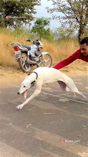 Kolhapur dog race 🚀😱 || kolhapur dog racing / dog race maharashtra || #shorts #arfyads