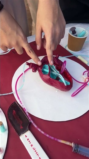 Circulatory system working model