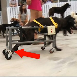 663K views · 1.3K reactions | The most heartwarming thing you'll see today - a pet lover in Taiwan is using plastic water pipes to build wheelchairs for disabled dogs. | Insider Tech Presents | Facebook