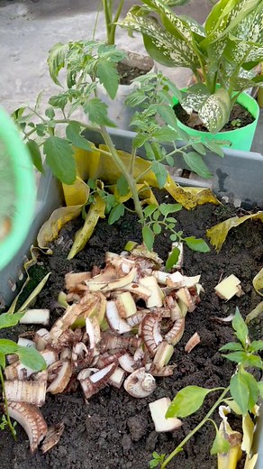 587K views · 1.8K reactions | Tomato plant care using mix banana tree shell compost #tomato #plants #nature #flowers #plantsofinstagram #garden #plant #plantsmakepeoplehappy #gardening #houseplants #plantlover #green #photography #naturephotography #indoorplants #flower #plantlife #love #succulents #urbanjungle #cactus #art #plantstagram #plantas #homedecor #naturelovers #plantsplantsplants #beautiful #photooftheday #flowerstagram | Rezia Gardening | Facebook