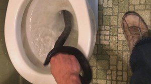 170K views · 1K reactions | A North Carolina man is shocked to find a five-foot-long snake in his toilet. https://ietv.co/2oIMsLZ | Inside Edition | Facebook