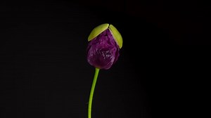 Flower, Poppy, Blossom. Free Stock Video