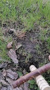 82K views · 193 reactions | lure out the worm#bushcraft #lesrn #survival #fishing #wormate | Wild bushcraft | Facebook