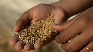 Gene-edited farm animals