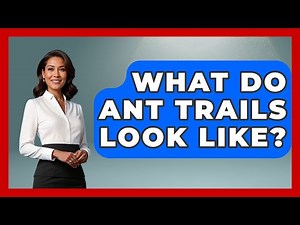 What Do Ant Trails Look Like? - Insects and Invaders