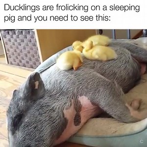 367K views · 4.7K reactions | Important. [via ViralHog] | theCHIVE | Facebook