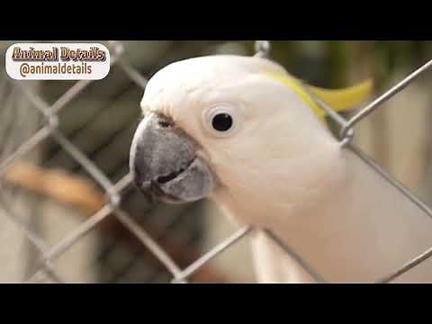 Sulphur Crested Cockatoo Facts, Diet, Habitat | Animal Details