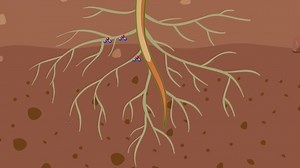 Animation Zoomed Root Hairs Showing Water 库存影片视频（100% 免版税）1090349465 | Shutterstock