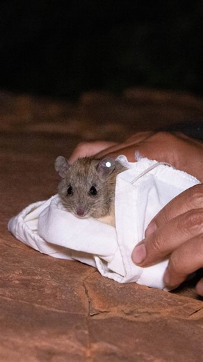 Critically endangered Central Rock Rats are making a comeback at Newhaven! Once locally extinct, surveys now show this reintroduced species is thriving both inside AND beyond our feral-proof fence 🤯🥳 During our recent fortnight of Brushtail Possum, Black-footed Rock-wallaby and Golden Bandicoot surveys, CRRs couldn't stop crashing the party... Camera trap detections on sanctuary have nearly quintupled since this time last year. CRRs popped up on 10/10 camera traps outside the feral proof fence