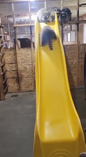 Watch Raccoons Conquer the Slide! 🦝 #raccoons #wildlife #funnyanimals #viral #omg