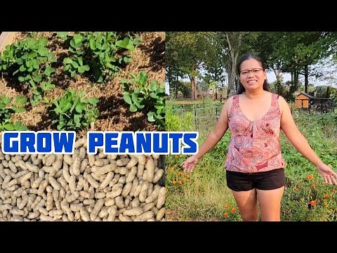 Backyard Peanuts Garden | Complete Growing Guide Peanuts