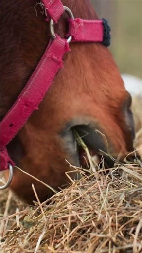 The Realistic Cost of Fodder