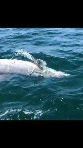 US Navy's Crazy Mine Hunting Dolphin! | Military Technology