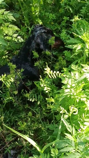 Sundancer out hunting showing us His awesome camouflage