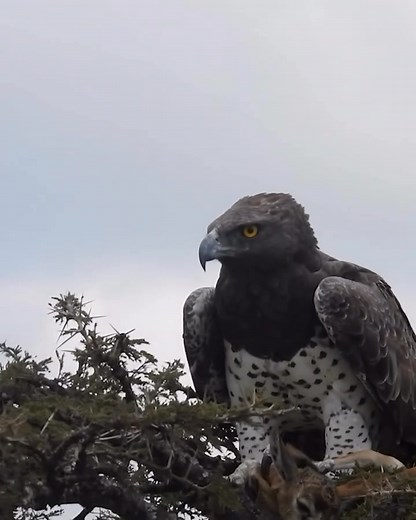 12K reactions · 161 shares | Perched on a tree, the eagle keeps its prize — a baby gazelle. The wild isn’t gentle, and every moment is survival in action. #WildlifeMoments #EagleHunt #NatureUnfolded #PredatorAndPrey #SavannahLife | Enkaji safaris | Facebook