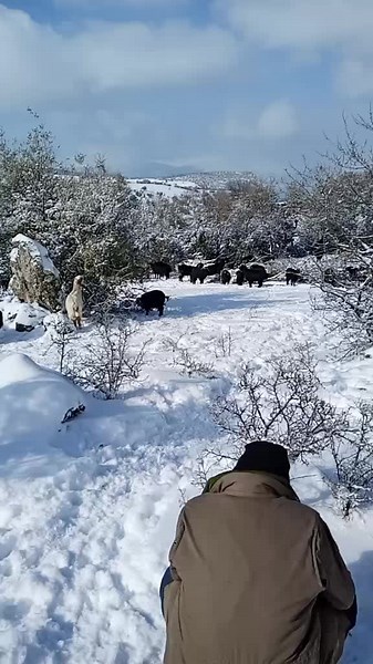 Mahmut Yılmaz (@mahmutyilmaz323223) adlı kullanıcının orijinal ses - Mahmut Yılmaz ile oluşturduğu videoları