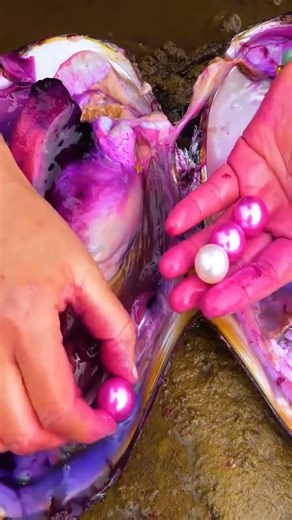😱🎁 Deep in this river, giant clams quietly grow an unbelievable number of high-grade pearls. #Pearl