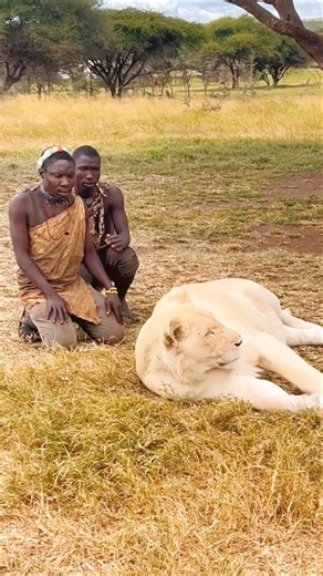 Up Close With a Majestic White Lion | Bush Awareness!