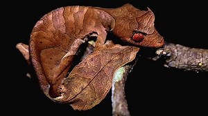 马达加斯加东部 Ranomafana 雨林中的撒旦叶尾壁虎（Uroplatus phantasticus）。红色的眼睛和眼睛上方的角为这只极度伪装的蜥蜴赢得了恶魔般的名字。 库存影片视频（100% 免版税）3399977 | Shutterstock