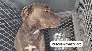Sweet Iguana 182238 arrived yesterday with a lip injury. Upon examination, there was no pain observed when the area was assessed, and she appears to be eating normally without any active bleeding or signs of infection. The advising veterinarian recommended that it's atypical to treat such injuries in a shelter environment due to the likelihood of the dog licking the area incessantly. As advised, we have started her on antibiotics to ward off any potential infection. However, it would be more adv