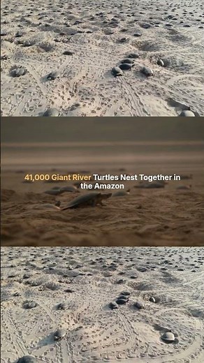 41,000 Giant River Turtles Nest Together in the Amazon