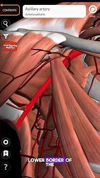 “Axillary Artery Made Easy: 3 Parts, 6 Branches, 1 Clear Visual Guide” #anatomy #arterial 🔥✨