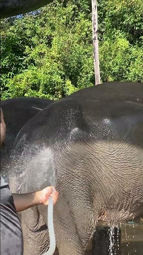Majestic Moments: Walk Side by Side with Gentle Giants in the Wild