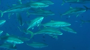 14K views · 62 reactions | Matt Watson - The Fishing Guy shares some basic fish finder tips and tricks that will help you find more fish. Here on a slow fishing day Matt uses temperature and structure to find where the fish are. - - - Furuno New Zealand Shimano Fishing New Zealand | Ultimate Fishing | Facebook