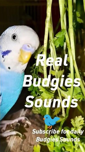 Real Budgies Sounds 🕊️🐦 #budgie #budgiesounds #budgies #shorts #trending