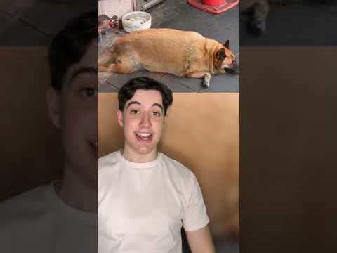 5 of the heaviest animals ever documented by science