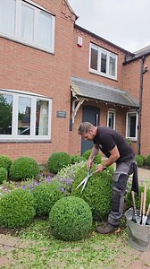 4.7K views · 426 reactions | Simple and effective use of buxus balls in this garden design. What do you think of the end result? . . . . . . . #explorepage #gardening #nature #plants #reels | The Hedge Barber | Facebook