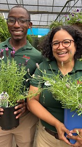 Lavender Love: Explore the World of This Garden Essential! 💜🌿 Dive into the enchanting realm of lavender, renowned for its low-maintenance charm, captivating fragrance, and versatile benefits. This perennial gem stays evergreen, adding allure to your garden year-round and blooming from spring through summer. Let’s unravel the diverse varieties: 💜 Spanish Lavender: • Distinctive pinecone-like flower heads adorned with whimsical bracts, beloved by pollinators! • Compact and bushy, perfect for b