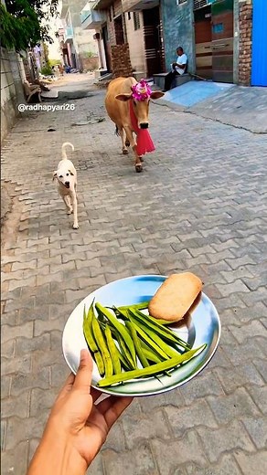 Golden Retriever & Calf Birthday Party! ✨ #shorts​ #animalfriendship​ #goldenretriever