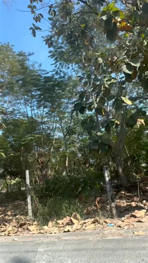 This is a teak tree (Tectona grandis), known in Thai as ไม้สัก (mai sak). It’s one of the most valuable and iconic trees in Thailand. The photo shows the characteristic large, broad leaves (about the size of an adult’s hand or larger), the slightly rough texture, and the typical light-colored, straight trunk with shallow vertical fissures – all classic signs of teak. The fact that it’s growing in Bangkok (most likely in a park, temple ground, or older residential area) is quite common, as many m