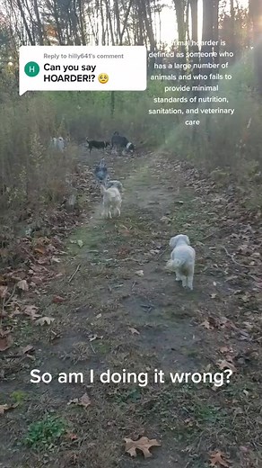 Understanding Animal Hoarding and Senior Dog Care