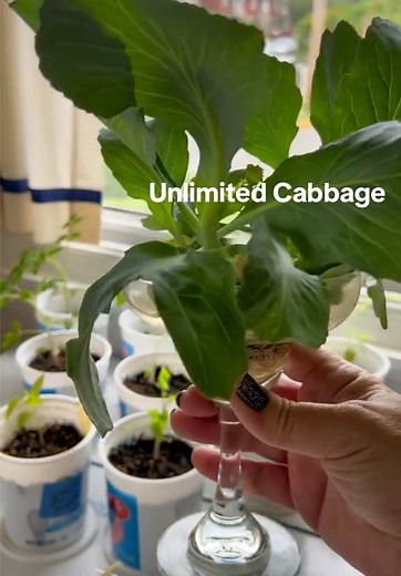 Container Gardening: Create a Scrap Garden in Your Kitchen